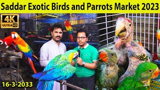 Exotic Birds and Parrots Saddar Birds Market 1632023 Karachi  Fancy Hen and Rooster [upl. by Alram637]