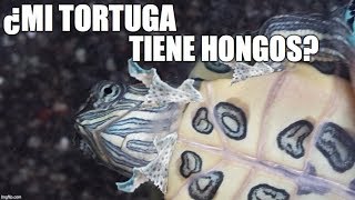 mi tortuga tiene una telita colgando [upl. by Novanod]