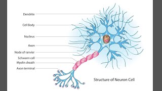 Neurons  structural neuron  Functional neuron [upl. by Bannon357]