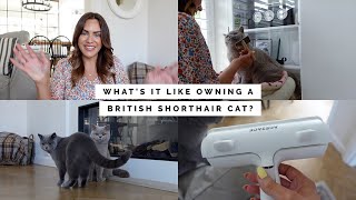 WHATS IT LIKE OWNING A BRITISH SHORTHAIR CAT 18 MONTH UPDATE  GROOMING SAFETY amp PERSONALITY [upl. by Tterag325]