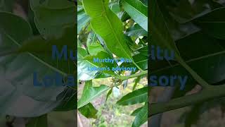 97 Mango leaf twister  మామిడిలో ఆకుచుట్టుపురుగు [upl. by Aikenahs]