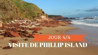 VISITE DE PHILLIP ISLAND AUSTRALIE  MELBOURNE 4 [upl. by Livi]