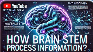 Brainstem 101 The parts and how it works [upl. by Arluene739]