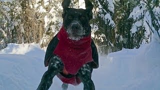 Jethro The GSP On The Funny Run Away Train [upl. by Linea178]