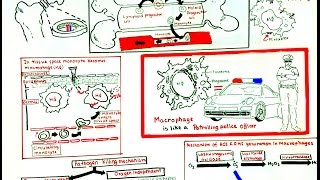 Macrophage and its role in immunity [upl. by Bores]