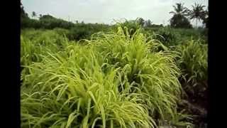 Cumbu Napier grass diversity [upl. by Burk]