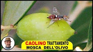 CAOLINO TRATTAMENTO MOSCA OLIVO e tutto quello che cè da sapere [upl. by Millda]