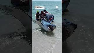 Florida Couple Helps Shark Back into Ocean  AccuWeather [upl. by Noryt]