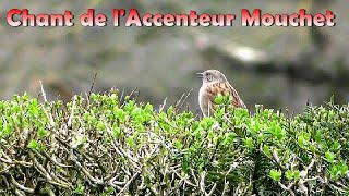 ACCENTEUR MOUCHET  Chant dOiseau en ville dans le bruit [upl. by Krischer615]