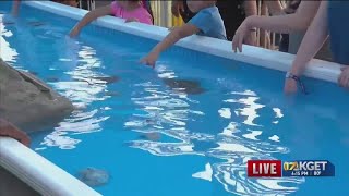 Stingray exhibit at the Kern County Fair is a learning experience for kids [upl. by Atsylak]