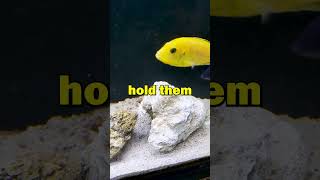 I made her spit the babies out  African cichlid breeding aquarium [upl. by Milton1]