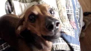 REAL talking dog dachshund speaks [upl. by Carol106]