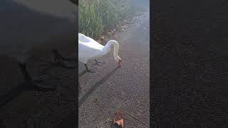 swans swansfamily nature naturelovers naturebeauty peck [upl. by Osana]