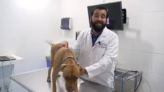 Las 3 enfermedades dermatológicas más comunes en los perros [upl. by Yleek]