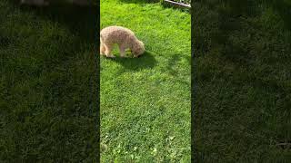 Introducing Our Lagotto Romagnolo Brennan puppy [upl. by Sherrod]