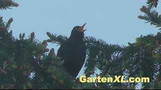 Amsel im Garten [upl. by Ettelra]