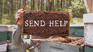 June as a Texas Commercial Beekeeper updates [upl. by Roybn]