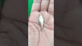 molly fish diet trendingfish molli diet short [upl. by Grew]