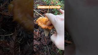 Wet Slimy Mushroom ASMR Turbinellus floccosus Lactarius rubrilacteus Pholiota velaglutinosa [upl. by Lamont284]