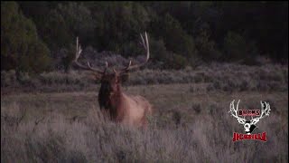 Gilberts 2020 Jicarilla Archery Bull Elk [upl. by Kcinom]