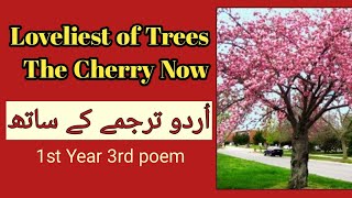 Loveliest of Trees the Cherry Now poem by AE Housman 1st year English poem with Urdu meanings [upl. by Hamer]