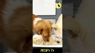 Watch These Puppies Taste Test Dog Foods 🐶🍔 dog puppy shorts review Petify cute Food funny [upl. by Maillil]