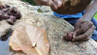 Almond Indian  Terminalia catappa Edible Fruit Cracking Using Stone [upl. by Haveman]