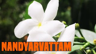 Nandyarvattam Ayurvedic Uses and Facts About Nandyarvattam  Tabernaemontana divaricata [upl. by Hudnut]