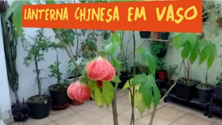 LANTERNA CHINESA  SININHO CHINÊS [upl. by Mihe]