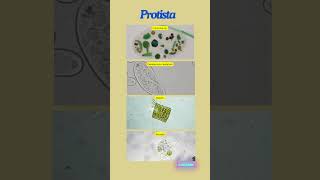 Kingdom Protista biology science [upl. by Lenee]