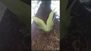 birds nest fern [upl. by Lazar]