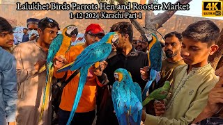 Lalukhet Birds Parrots Hen and Rooster Market 1122024 Part 1 Karachi Latest Updates [upl. by Rozanne]