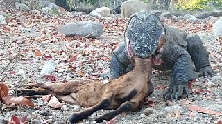 Komodo dragons hunt wild goats😱 [upl. by Nalda]