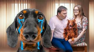 Ill Never Forgive You Cute amp funny dachshund dog video [upl. by Mufi]