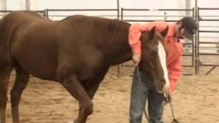 Bridling Problems with the Head Ear Shy Horse with Mike Hughes Auburn California [upl. by Attennot]