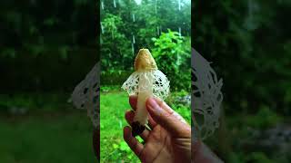 I found a magnificent stinkhorns mushroom in my gardenshortvideo shorts fungi stinky mushroom [upl. by Kulda]