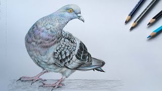 Pigeon Drawing In Color Pencils  Bird Drawing  Camlin Triangular Color Pencils [upl. by Humo169]