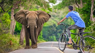 Elephant Attack On Village Boy In Indian Forest Road  Elephant Attack Video  Fun Made Movie Part31 [upl. by Biegel654]