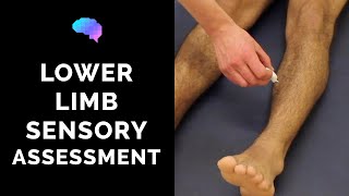 Sensory Assessment of the Lower Limbs  OSCE Guide Clip  UKMLA  CPSA [upl. by Heiney633]