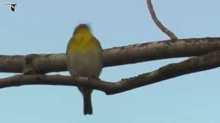 Yellowthroated Vireo [upl. by Azral]