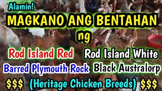 Magkano Ang Bentahan Ng Heritage Chicken Breeds  Rhode Island Red  Dominant CZ  Heritage Chickens [upl. by Ahcmis]