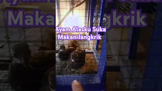 Ayam Alasku Suka Makan Jangkrik [upl. by Ahsiakal]