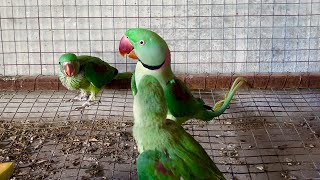 Alexandrine Raw Parrots Baby Feeding Station 🥰😘 [upl. by Nepil]