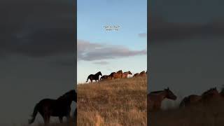 presave Trail Horse now 🖤 wildhorses ranchlife [upl. by Linet]