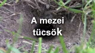 A mezei tücsök normállassitvafieldcricket normalslow motion HD [upl. by Rutra]