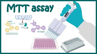 MTT assay  Cell Viability and Cytotoxicity determination using MTT assay [upl. by Donela736]