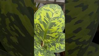 Costa Farms®️Homalomena ‘Camouflage’ Homalomena wallisii plants indoorplants shorts [upl. by Jacey612]