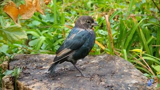 Unusual looking Cowbird 🐦 [upl. by Nwahsad426]