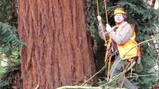 2012 Redwood Tree Pruning in Seattle [upl. by Nollad]