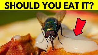 What Really Happens When A Fly Lands On Your Food [upl. by Gardia112]